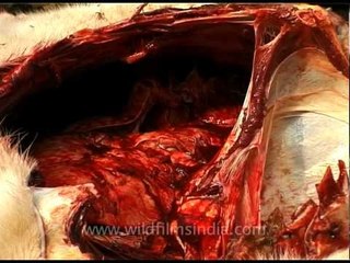 Removing cow intestines for the meat