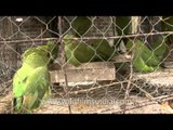 Rose-ringed Parakeets and Guineafowl on sale - Sonepur mela
