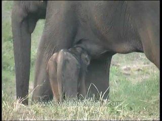 Rare sight : baby elephant suckling milk!