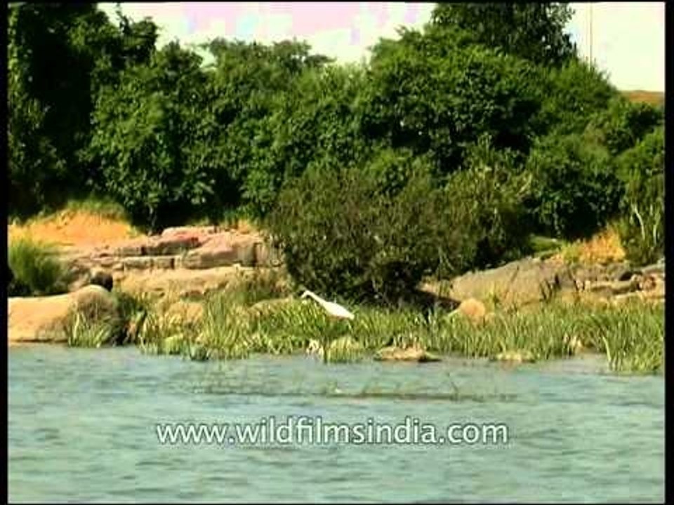 Red-wattled Lapwing and Egret by river bank!