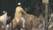 Camel's last walk before sacrifice on Eid