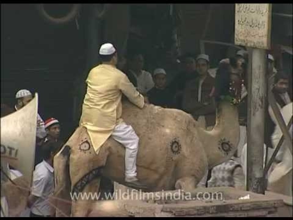 Camel's last walk before sacrifice on Eid