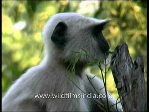 Langur in Panna National Park munching on leaves