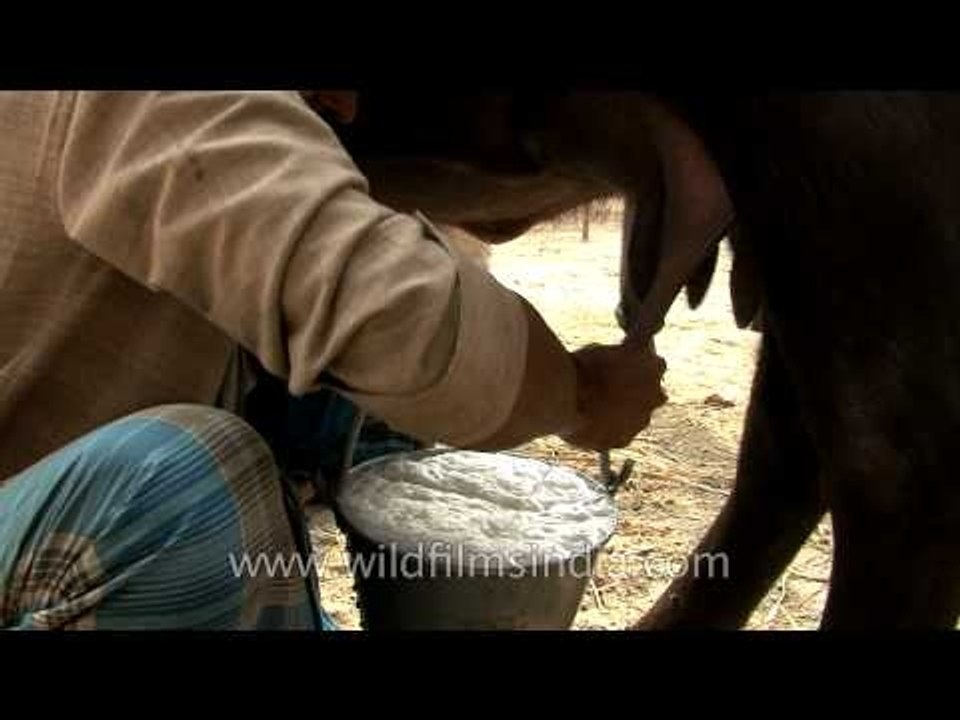 Man milking buffalo, Sonepur