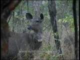 Sambar deer at Panna