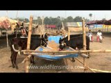 Feeding cows at Sonepur mela, Bihar