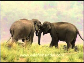 The largest mammal in a gleeful mood!