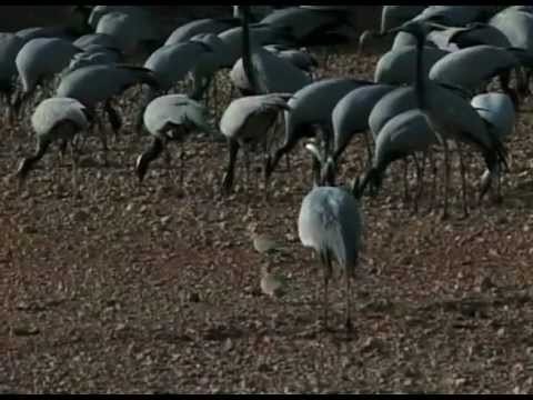 Demoiselle Cranes at Kheechan