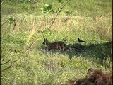 Wild dogs chasing food stealer crows