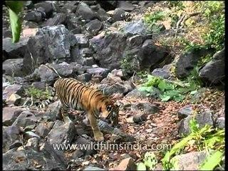 Tiger walks on rocky land, Kanha
