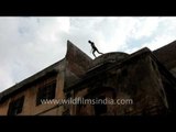 Boy jumping into step-well at the Nizamuddin Dargah