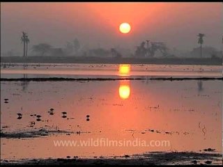 Pair of Sarus crane at sunrise