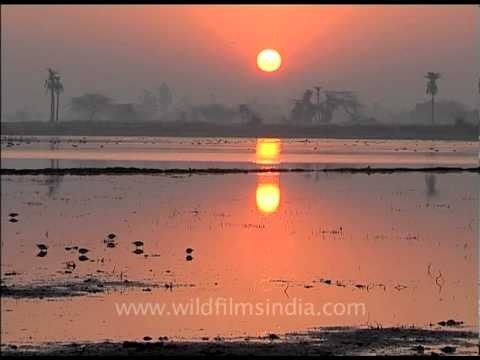Pair of Sarus crane at sunrise
