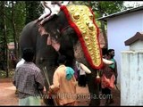 Kochi elephants - pampered yet well mannered!