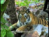 Rare Panna tiger seen before the poachers KILLED it!