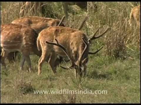 Spotted Deer grazing in a wild grassland