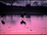 Sarus crane in the wetlands...