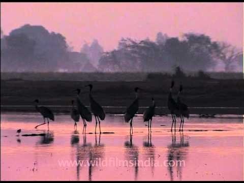 Flock of Sarus Cranes