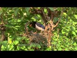 The Red-billed Blue Magpie at home with chicks