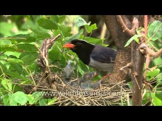 Red Billed blue Magpie keeps a tight vigil of her babies!