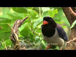 Red-billed Blue Magpie with its offspring at nest