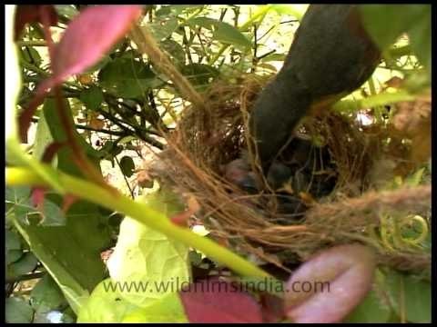 Ashy Wren Warbler or Ashy Prinia at its nest!