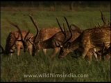 Large head of deer feeding in grassland chaur at Corbett