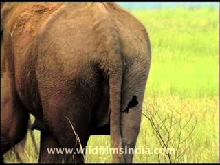 Drongo and the elephant's ass!