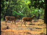 Almost extinct - Barasingha or swamp deer in Kanha Park!