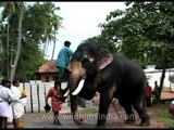 Man climbs elephant's leg and gets atop the elephant!