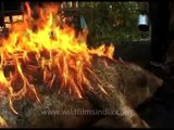 A pig on fire: Roasting pig before butchering it!