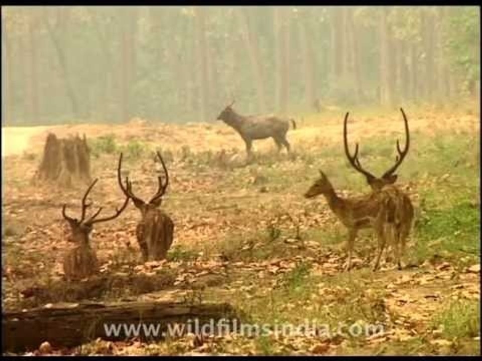 Chital or Spotted deer seem relaxed and don't anticipate a tiger's visit