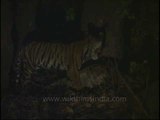 Rare night-time tiger family's meal-time revealed!
