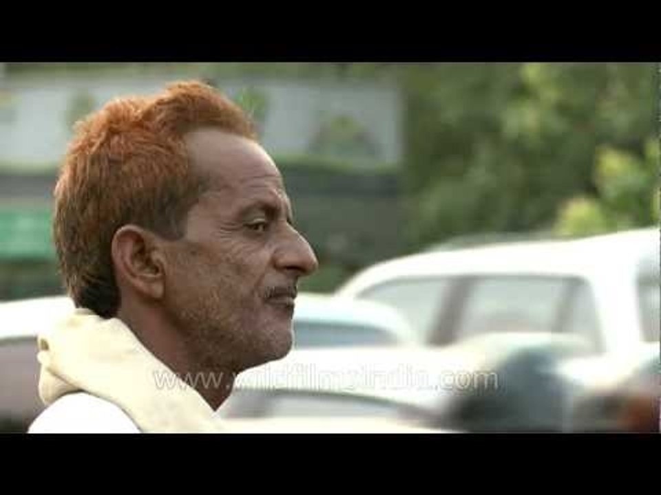 Indian redhead ?