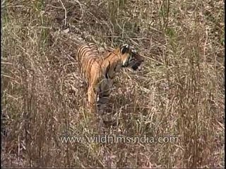 Tiger pulling along a dead deer with difficulty!