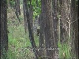 Tiger sprays its scent - sight the tiger walking in thick tree cover in Kanha!