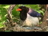 Cleaning around her newborns - Red-billed Blue Magpie