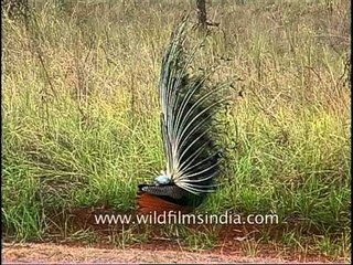 Peacock spreading his feathers wide, Kanha