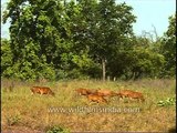 A day in the life of a Barasingha family in Kanha!