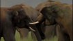 Clash of ivory: Elephants slug it out with their trunks!