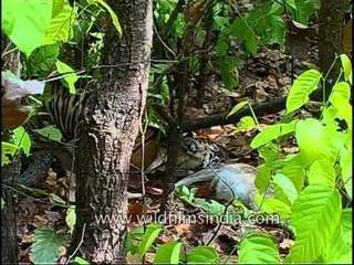 'This deer meat is mine' says the Indian tiger!