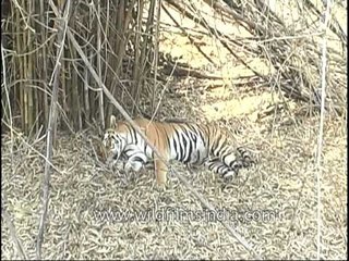 Crouching tiger, sleeping wild cat of Kanha Park