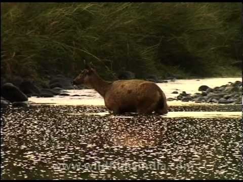 An anxious Sambhar deer in the water, Sariska!