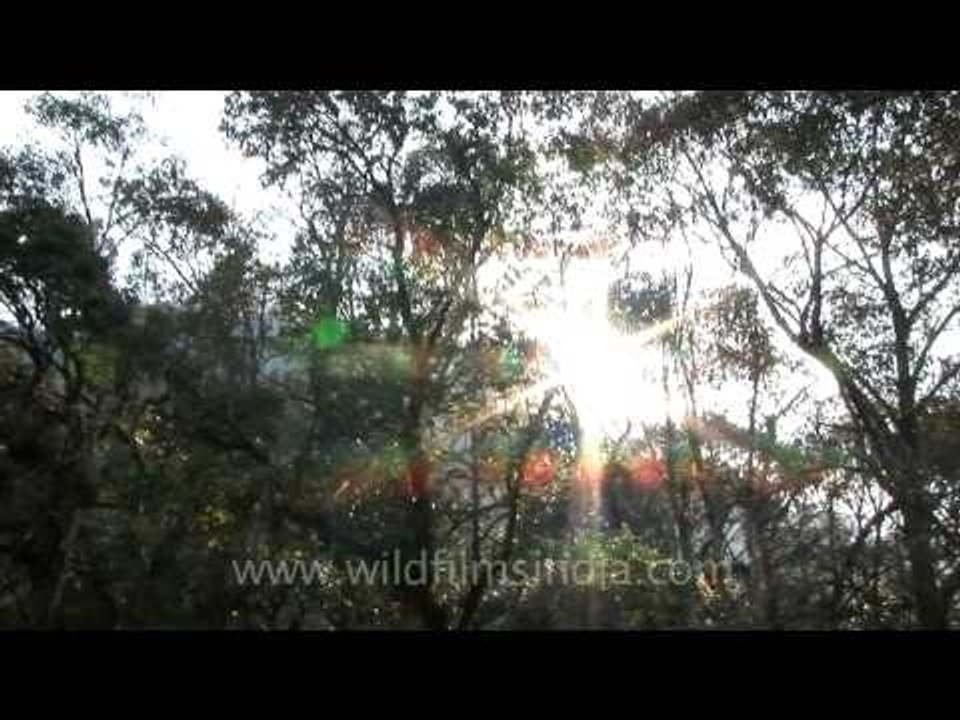Birds chirping amidst the greenery in Jotsoma, Kohima