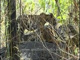 Tigers relaxing in Kanha National Park