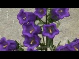 Bhutan's Canterbury Bells and other fine garden flowers!