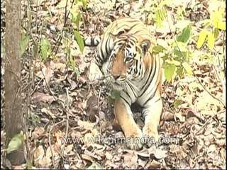 Tiger relaxing under a tree, Kanha National Park
