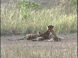 Tigers and deer are frenemies in Kanha park, India