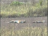 Wild cats napping away the afternoon!