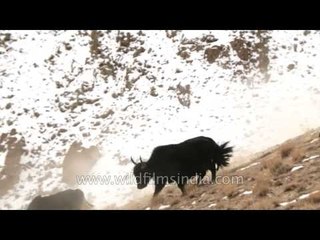 Yaks thundering downhill in the Himalaya!